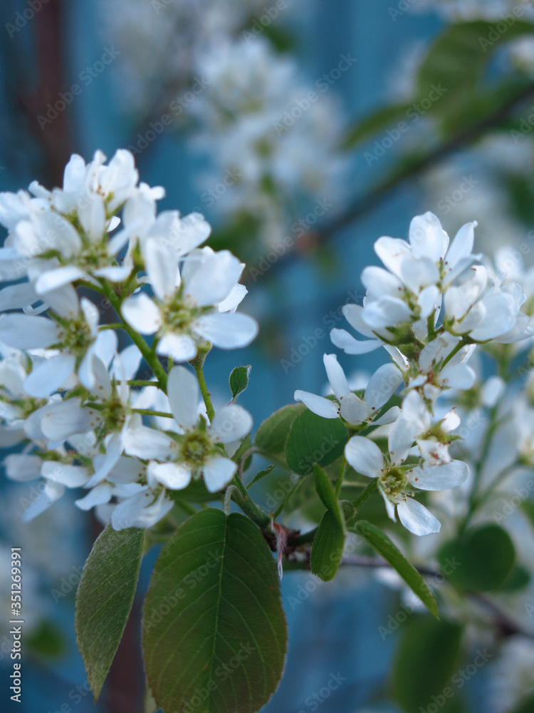 Obraz premium shadberry blooms in spring with white flowers on a beautiful blue background