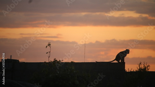 Fototapeta Naklejka Na Ścianę i Meble -  A monkey sitting on a wall in a sunset 