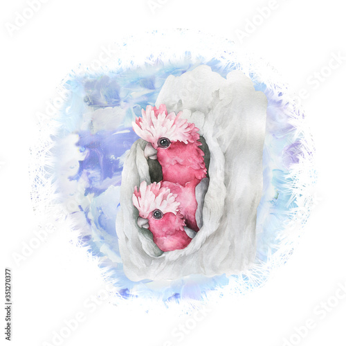 Pink cockatoo parrot from home. Hand drawn watercolor isolated on white background