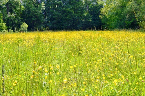 A field of buttercups in spring. © paulst15