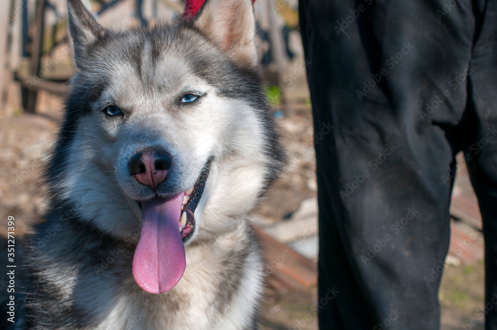 Husky dog ​​outdoor portrait. Funny pets on a walk with the owner
