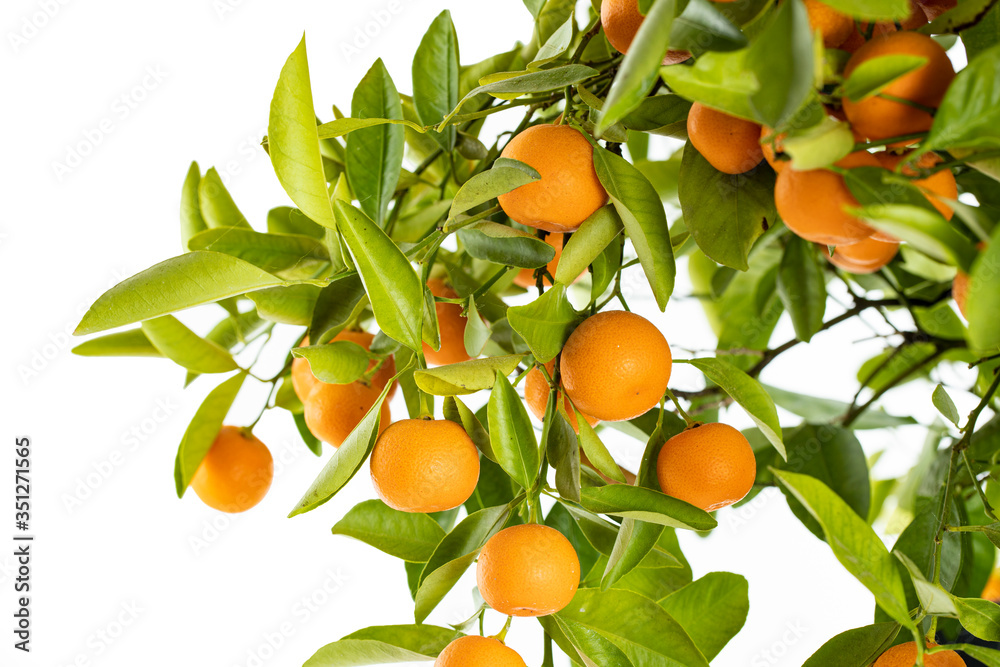 Reife Orangen an einem Orangenbäumchen