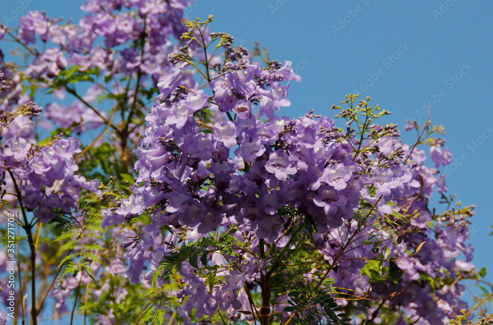 Obraz premium jakaranda purple flowers