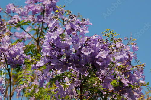 jakaranda purple flowers