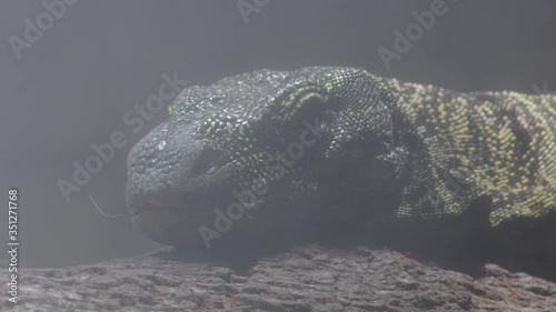 Varanus salvadorii in a wetland, crocodile monitor lizard - Varanus salvadorii photo