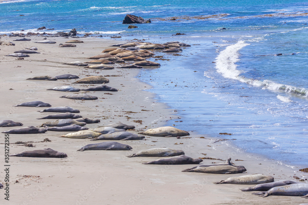 hugging young male Sea lions at the sandy beach relax hugging young male Sea lions at the sandy beach relax