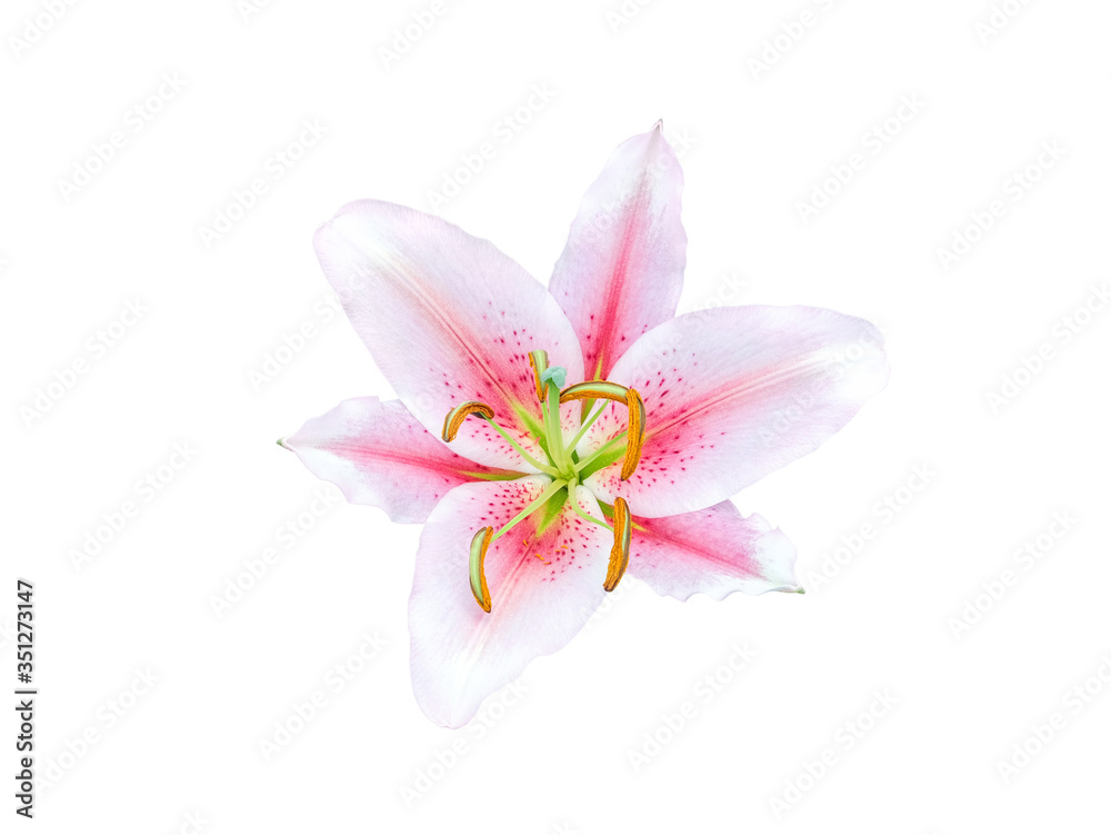 Pink and white flower isolated on white background