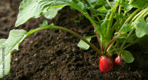Red fresh radish growing from the ground, closeup, sunlit