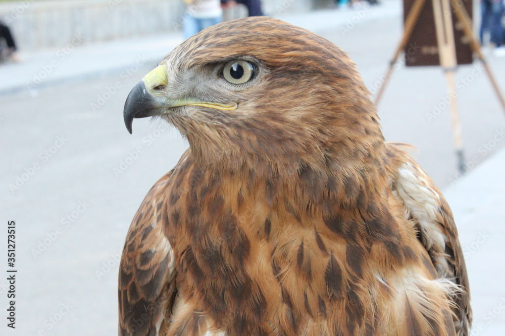 Naklejka premium red tailed hawk