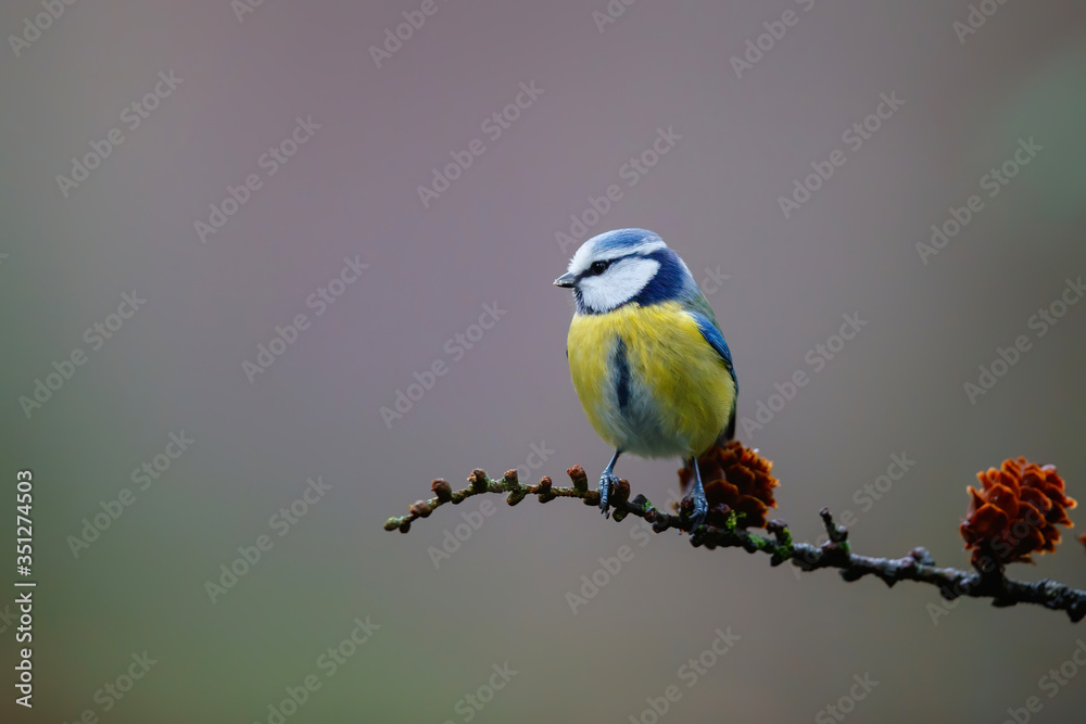 Obraz premium Eurasian blue tit sitting on a branch in the forest in the Netherlands