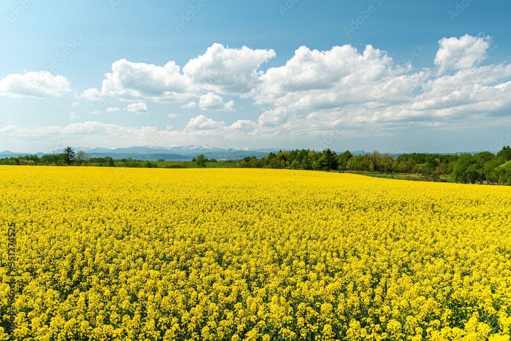 Obraz premium 菜の花畑