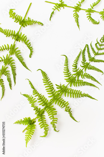 Background image with young fern leaves on a white background. Copy space text.