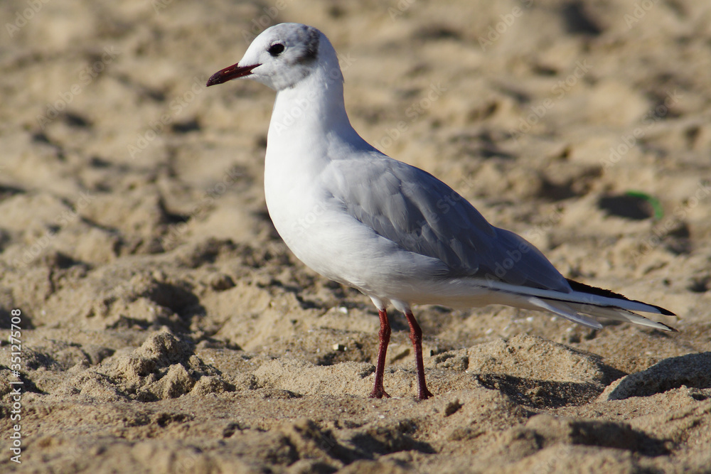 Black-headed Gull bird in spring
Black-headed Gull bird in spring