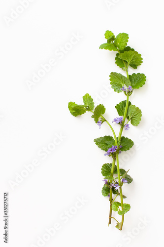 Two branches of Hederacea Glechoma with purple flowers on a white background. Copy space text.