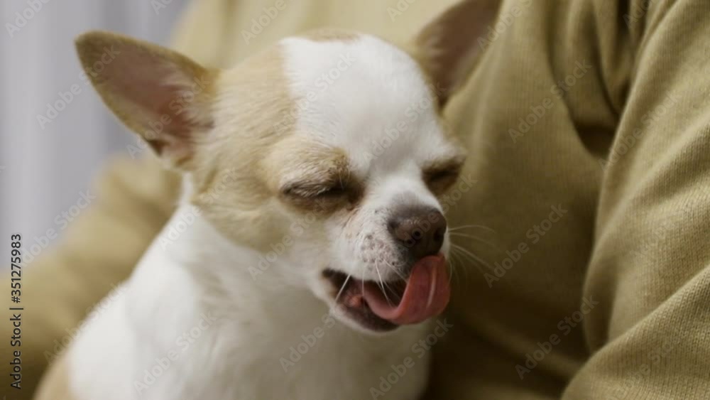 Close-up of a charming yawning chihuahua. The male hands of the owner pet the pet. cute pet Mature dog. Inseparable. Studio. Indoors. Without face Close-up of a charming yawning chihuahua. The male hands of the owner pet the pet. cute pet Mature dog. Inseparable. Studio. Indoors. Without face