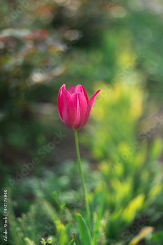 Spring background with red pink tulip