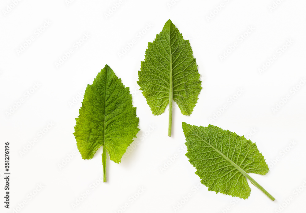Leaves of a watery succulent plant with a continuation of the leaf in the stem on both sides on a white background. A plant of moist mixed forest. Copy space text. Leaves of a watery succulent plant with a continuation of the leaf in the stem on both sides on a white background. A plant of moist mixed forest. Copy space text.