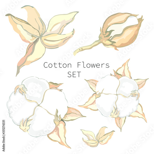 Vector illustration of a set of cotton flowers. Cotton plant at different stages of maturation. Set of objects for design and decoration.