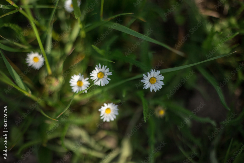 White flowers. Green leaves. Home garden. Daisy, chamomile. Matricaria Perennial White flowers. Green leaves. Home garden. Daisy, chamomile. Matricaria Perennial