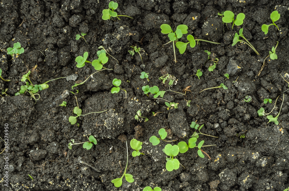 Young arugula sprouts in the ground
