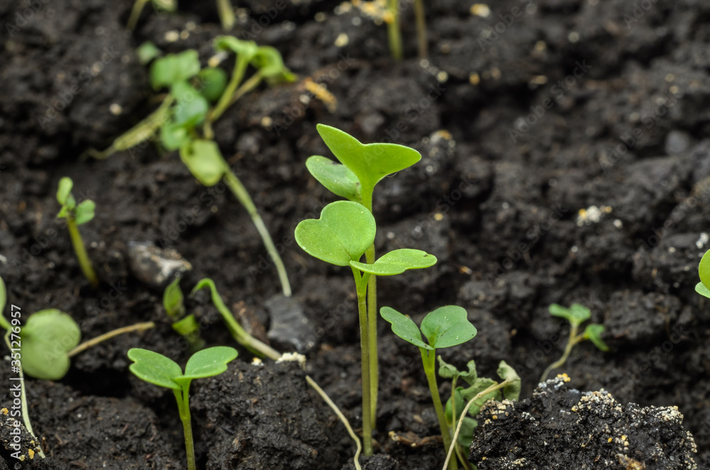Young arugula sprouts in the ground Young arugula sprouts in the ground