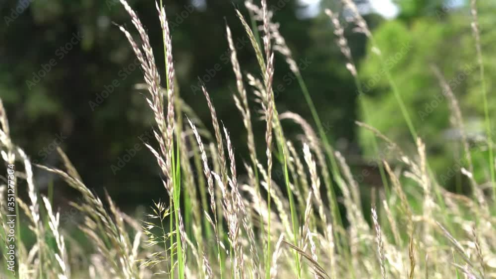 Blooming ornamental grasses moving gently in a spring breeze in full sunshine Blooming ornamental grasses moving gently in a spring breeze in full sunshine