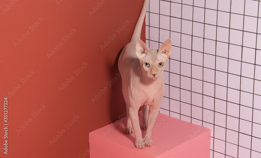 Cute pink fat sphynx cat posing on cube. Naked cat
