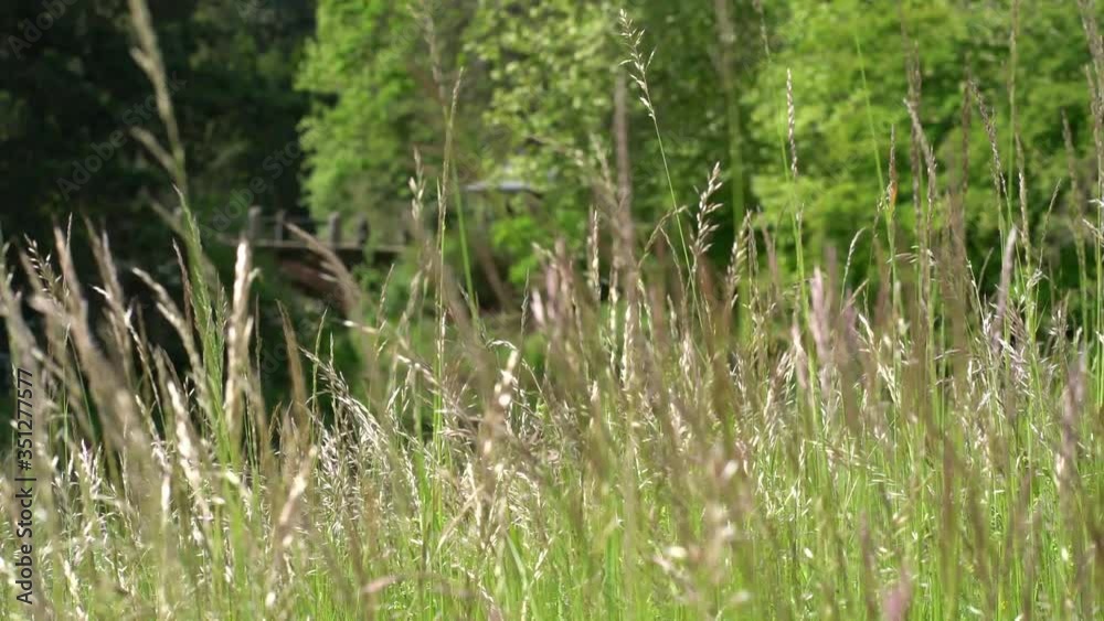 Blooming ornamental grasses moving gently in a spring breeze in full sunshine Blooming ornamental grasses moving gently in a spring breeze in full sunshine