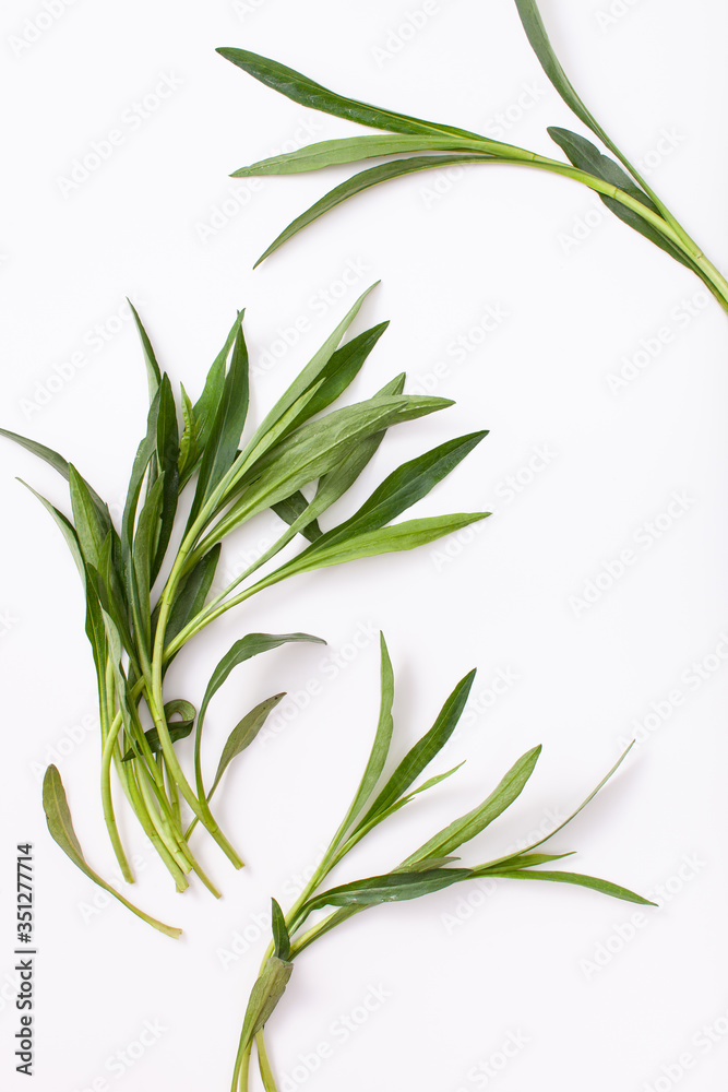 Young twigs and a bunch of tarragon plants on a white background with soft shadows. Background image of the freshness concept. Copy space text.