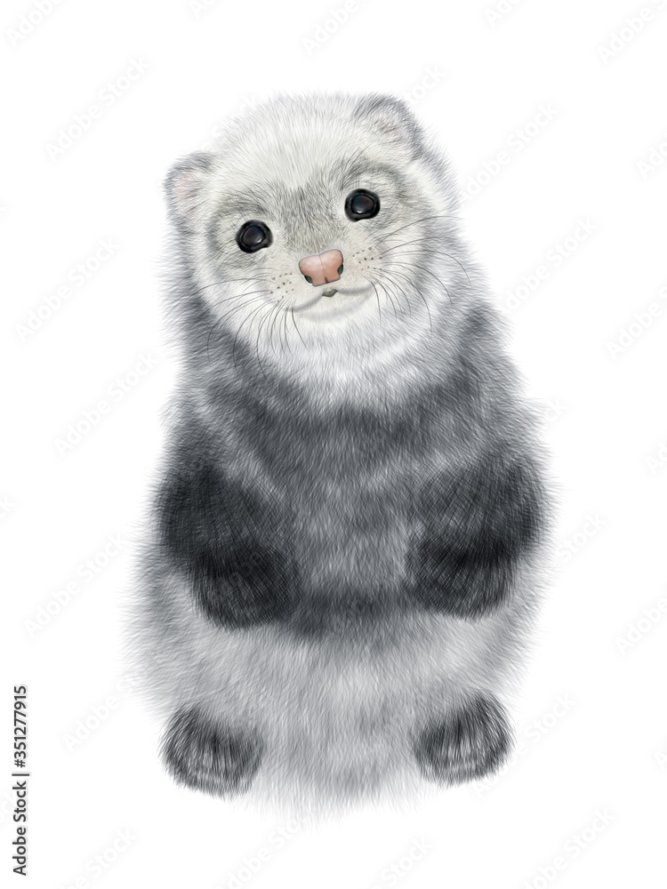 Fototapeta premium Realistic Drawing of Ferret. Polecat Drawing. Isolated on white background.