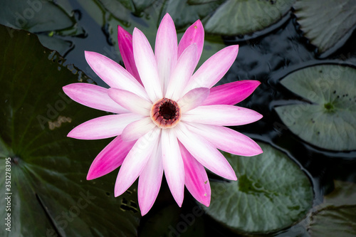 Single pink and white color lotus (water lily) with the green leaf background (Top view)