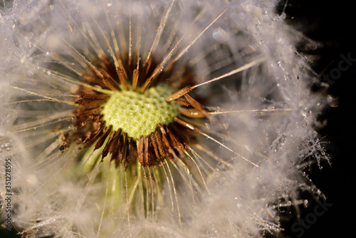 Close-up of a dandelion with drops of water  seeds and umbrellas that have partially flown from the flower and form a heart in the middle