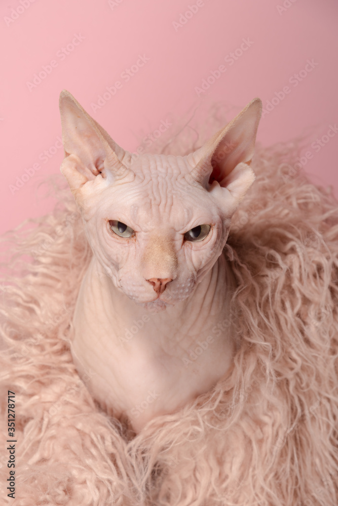 Portrait of Angry Sphynx cat in pink fur coat, on pink background. Cat in clothes. Naked cat photo for cards