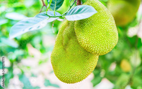 Durian fruit hanging in tree in Can Tho reflex photo