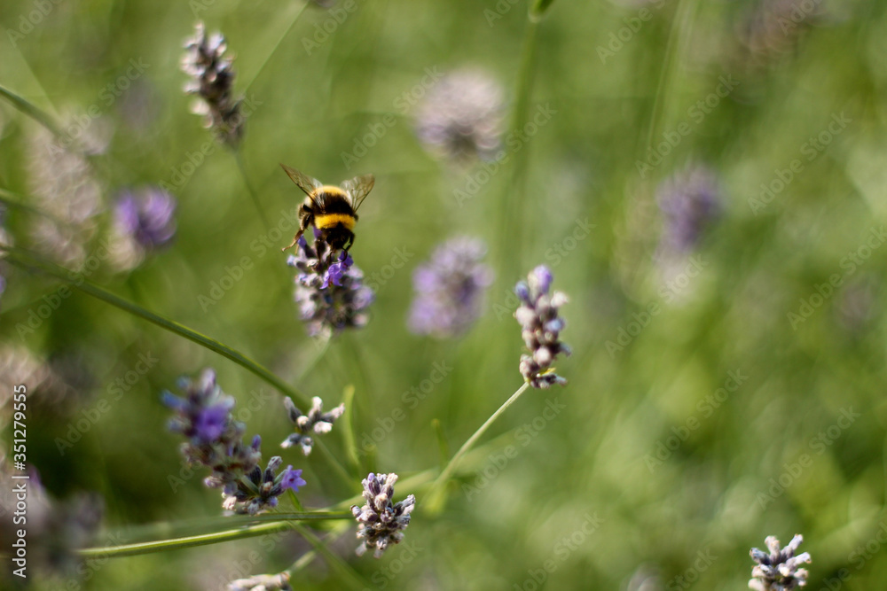 Bee in italy Bee in italy