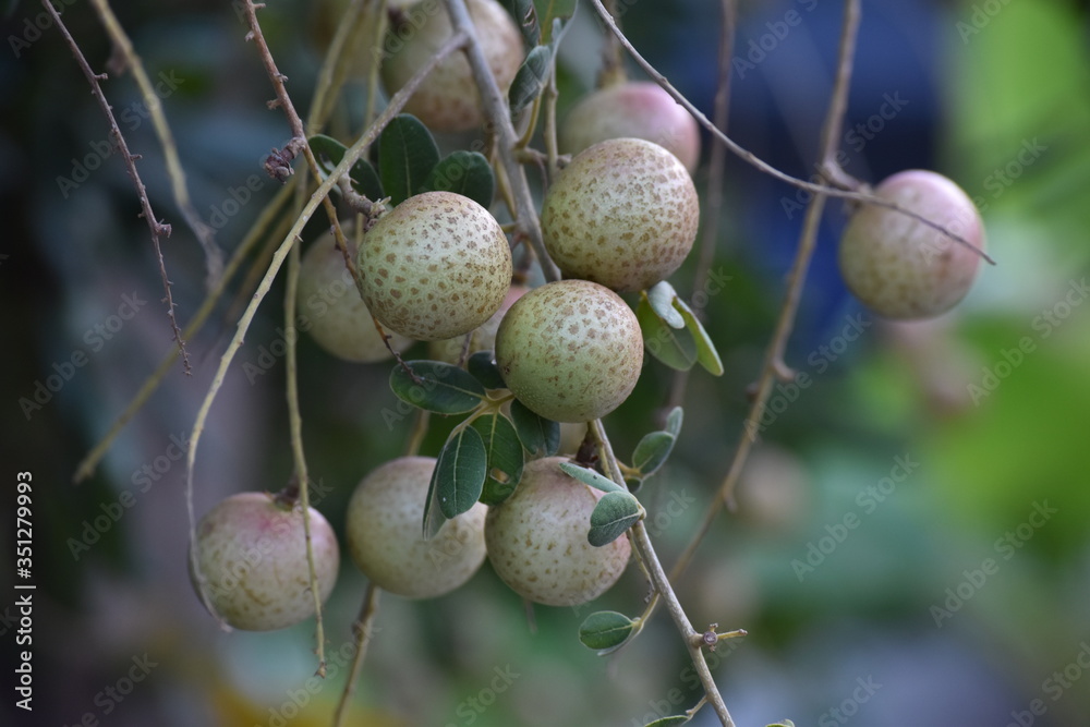 Obraz premium acorns on the tree