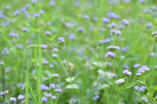 field of flowers