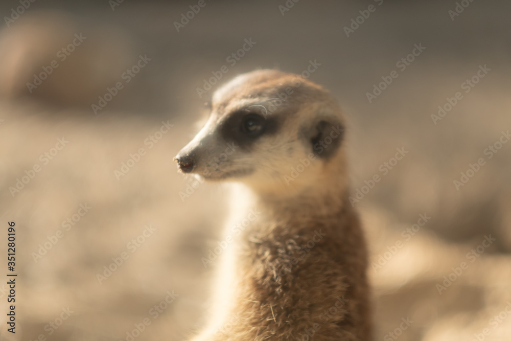 Fototapeta premium meerkat