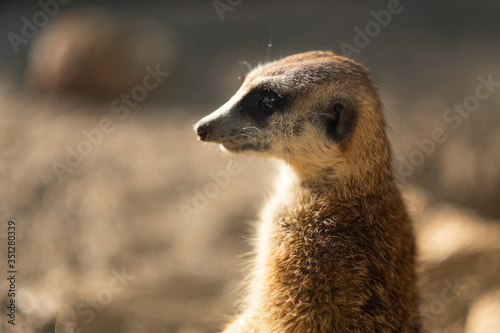 meerkat © J.NATAYO