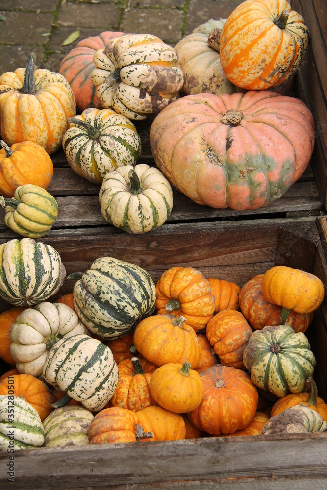 A Collection of Mixed Colours and Sizes of Pumpkins.