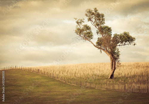 Lonesome Gum Tree in Australia