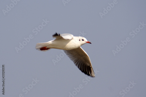  Black-headed Gull bird in spring