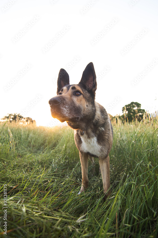 Dog staring at something in a meadow