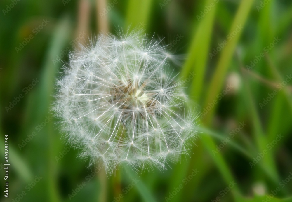 dandelion on green dandelion on green