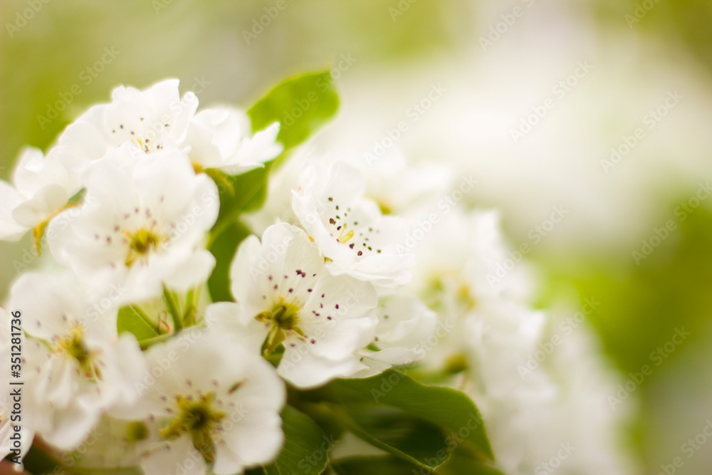 apple tree blossom