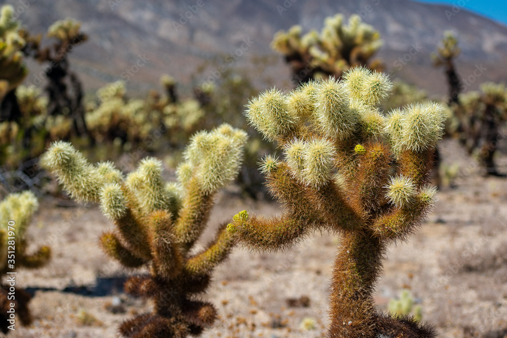 cholla cactus in the california desert