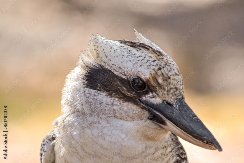 Naklejka premium Kookaburra posing side