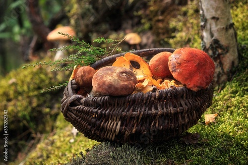 Still life with mushrooms in a forest