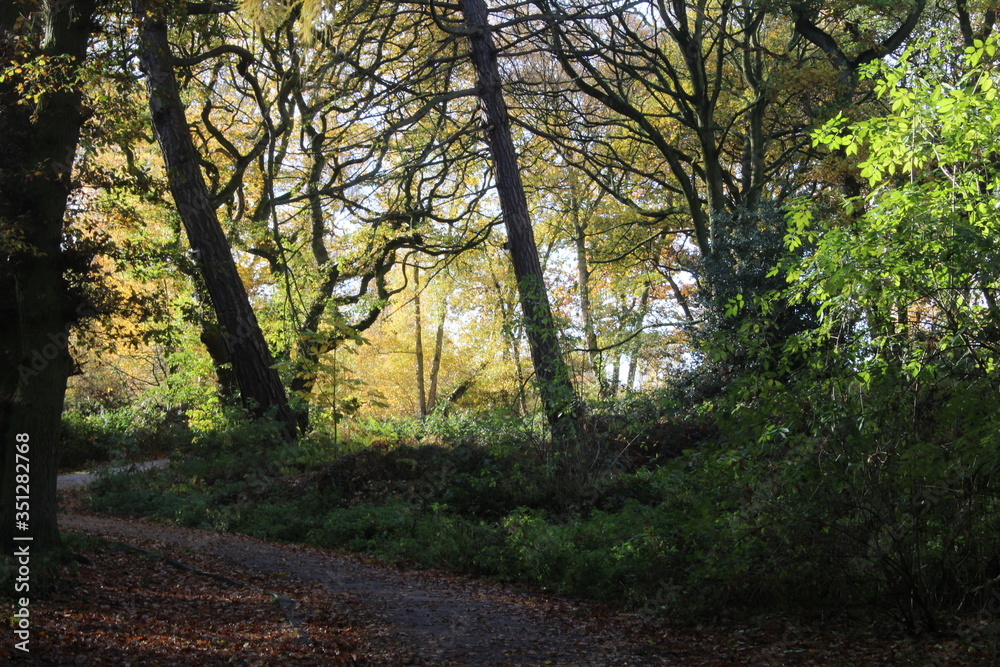 Naklejka premium British woodlands in autumn with dappled sunlight coming through the forest canopy with woodland walk running through it. Selby North Yorkshire,UK