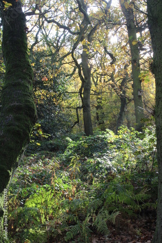 British woodlands in autumn with dappled sunlight coming through the forest canopy with woodland walk running through it. Selby North Yorkshire,UK